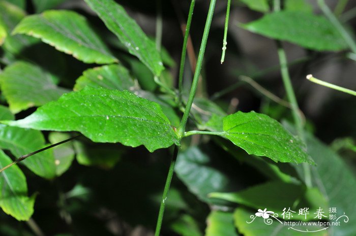 黄花老鸦嘴Thunbergia mysorensis