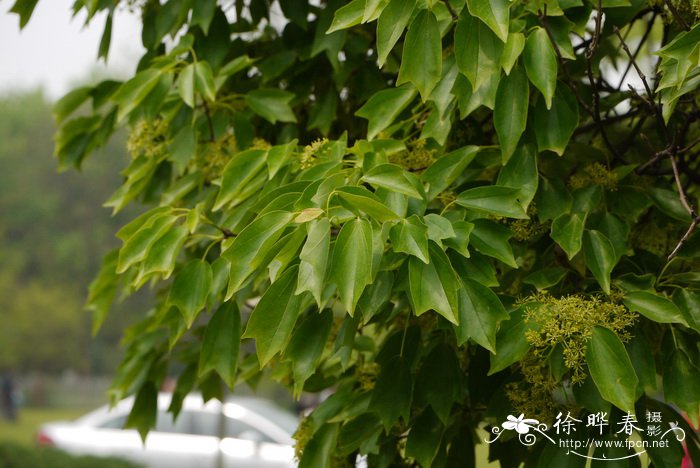 三角枫Acer buergerianum