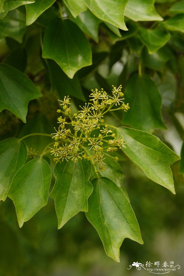 三角枫Acer buergerianum