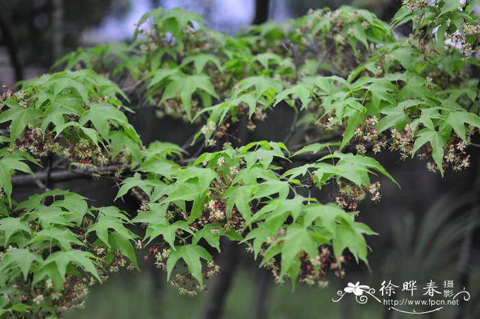 秀丽槭Acer elegantulum