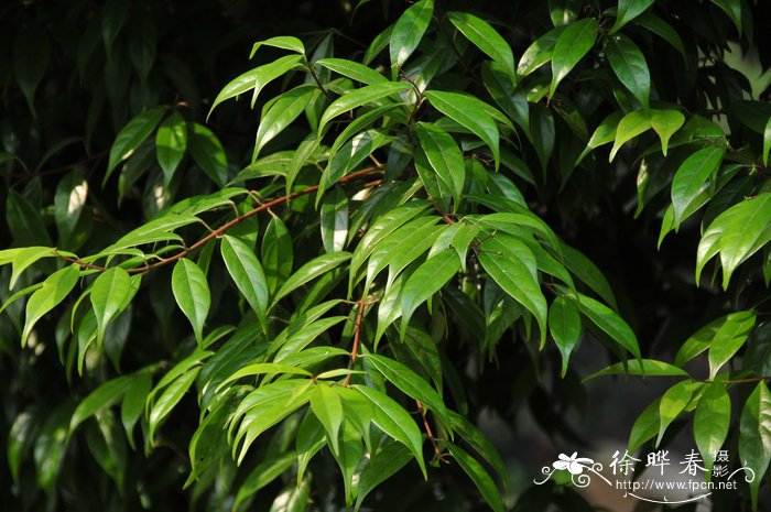 红翅槭Acer fabri