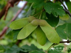血皮槭Acer griseum