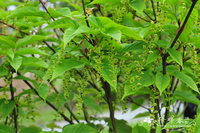 建始槭Acer henryi