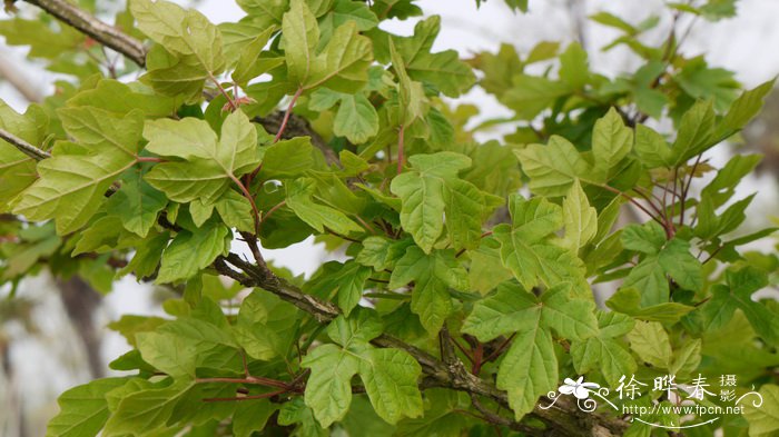 庙台槭Acer miaotaiense
