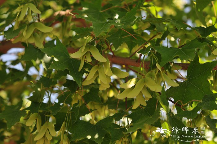 色木槭Acer pictum subsp. mono