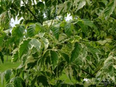 金边岑叶槭Acer negundo ‘Vureomarginatum’
