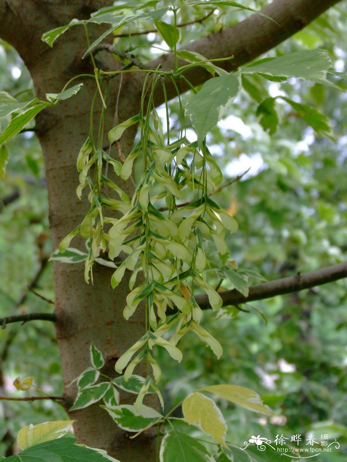 金边岑叶槭Acer negundo ‘Vureomarginatum’