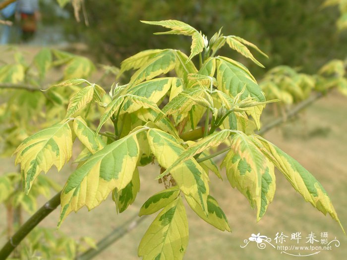 花叶复叶槭Acer negundo var. variegatum