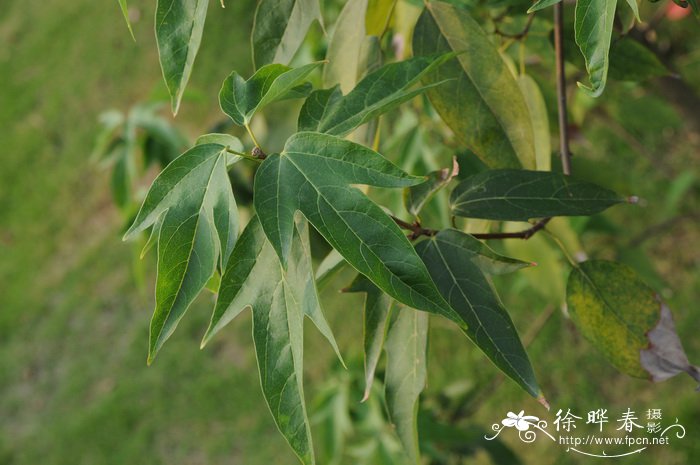 飞蛾槭Acer oblongum