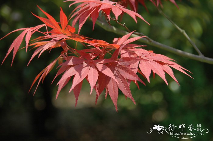 红枫Acer palmatum ‘Atropurpureum’