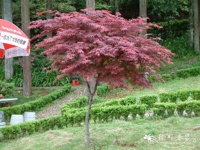 红枫Acer palmatum ‘Atropurpureum’