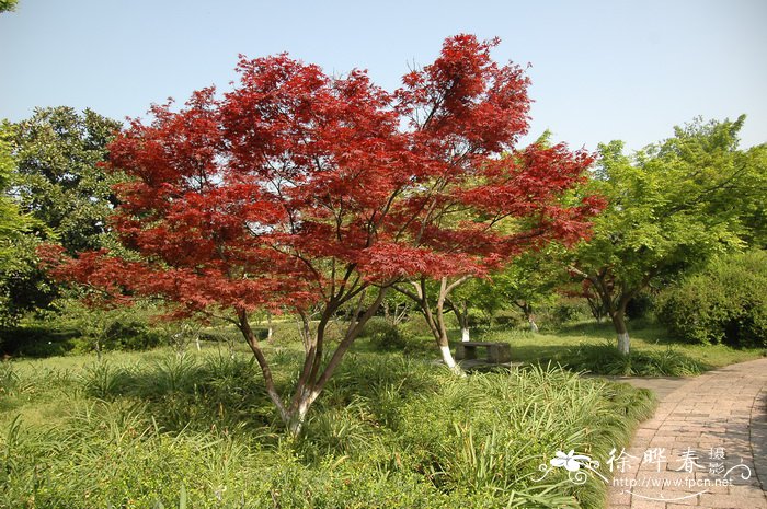 红枫Acer palmatum ‘Atropurpureum’