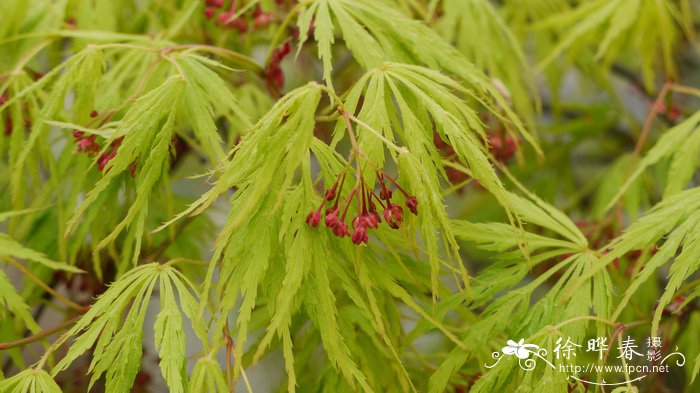 羽毛枫Acer palmatum ‘Dissectum’