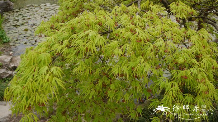 羽毛枫Acer palmatum ‘Dissectum’