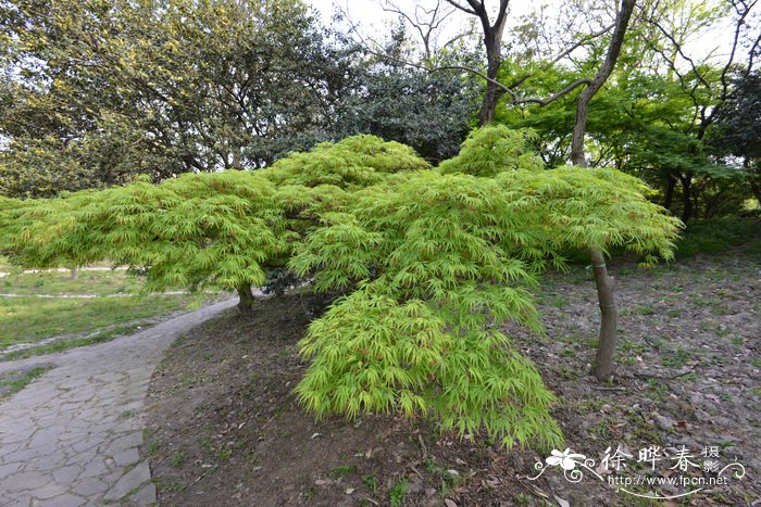 羽毛枫Acer palmatum ‘Dissectum’