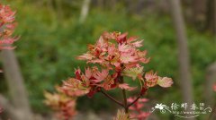 夕佳鸡爪槭Acer palmatum ‘Higasayama’