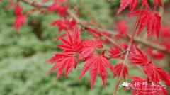 春艳鸡爪槭Acer palmatum ‘Shindeshojo’