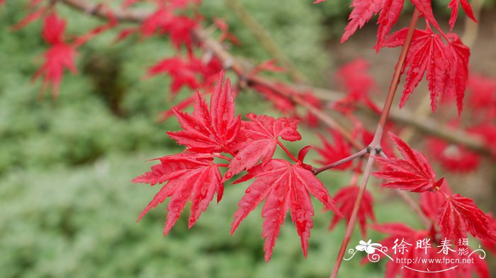 春艳鸡爪槭Acer palmatum ‘Shindeshojo’