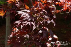 红鸡爪槭Acer palmatum f. atropurpureum