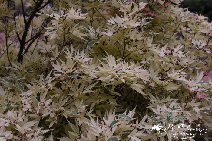 白鸡爪槭Acer palmatum f. aureum