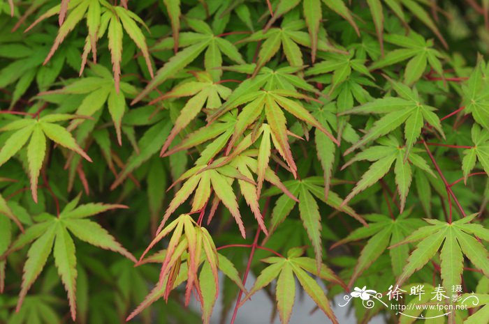 鸡爪槭Acer palmatum