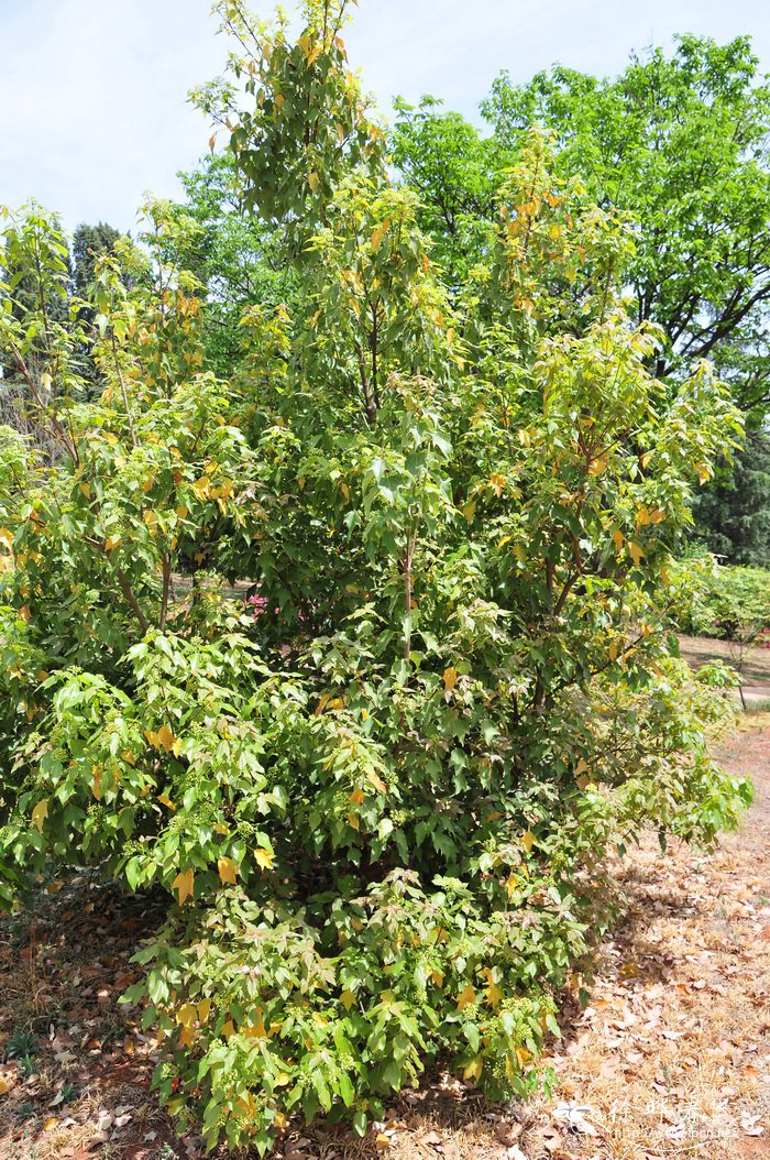 金沙槭Acer paxii