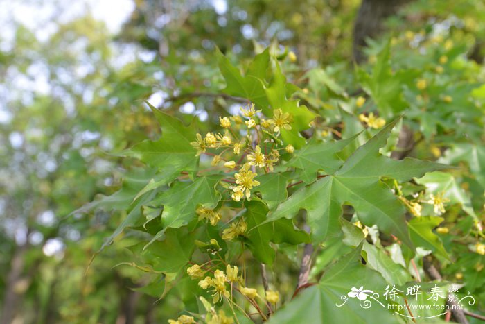 元宝槭Acer truncatum