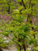 茶条枫Acer tataricum subsp. ginnala