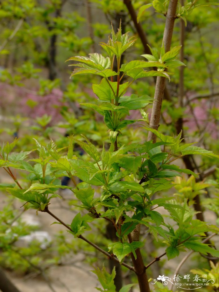 茶条枫Acer tataricum subsp. ginnala