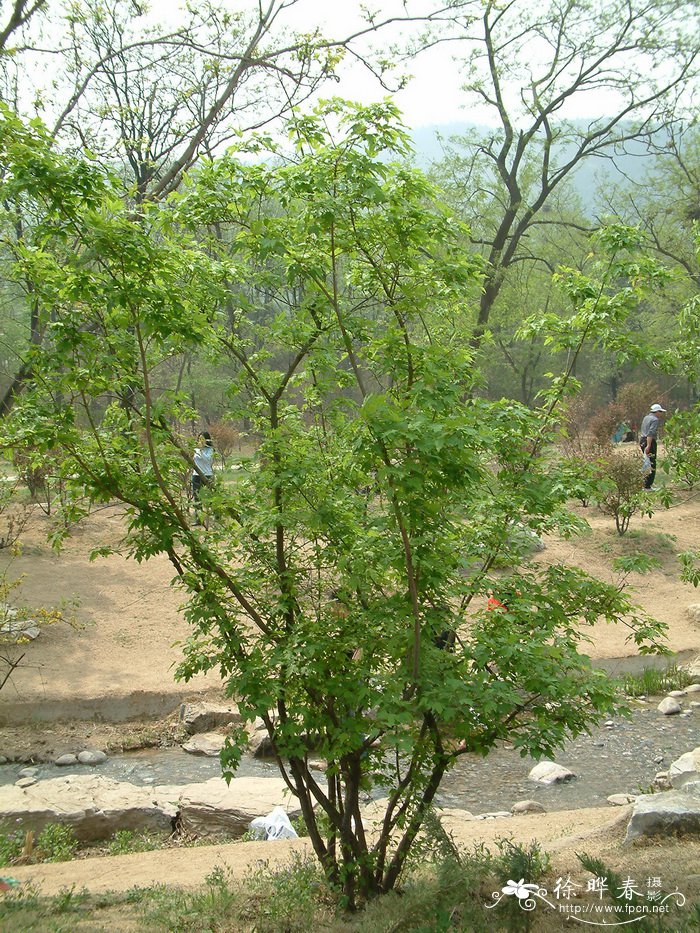 茶条枫Acer tataricum subsp. ginnala