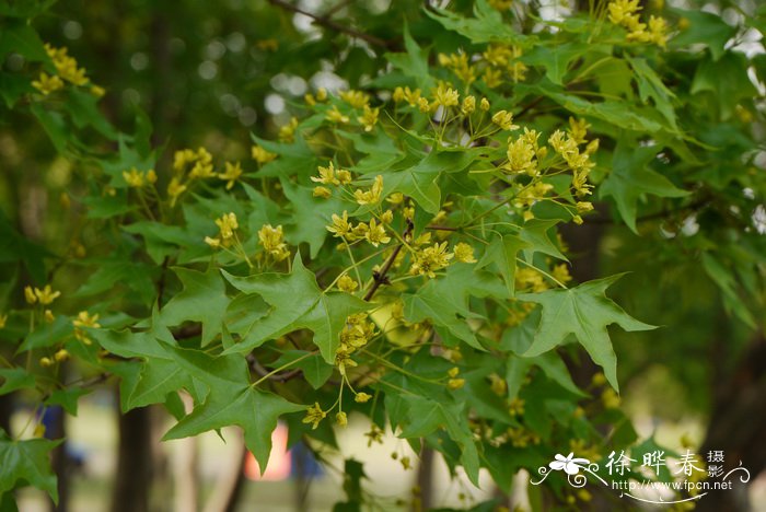 元宝槭Acer truncatum