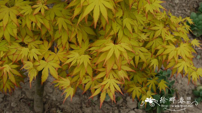 深红女王鸡爪槭Acer palmatum 'Crimson Queen'