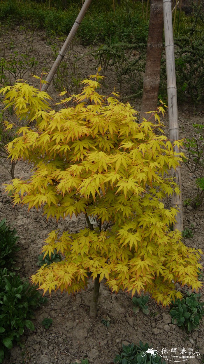 深红女王鸡爪槭Acer palmatum 'Crimson Queen'