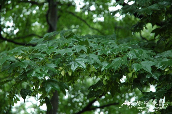 毛脉槭Acer pubinerve