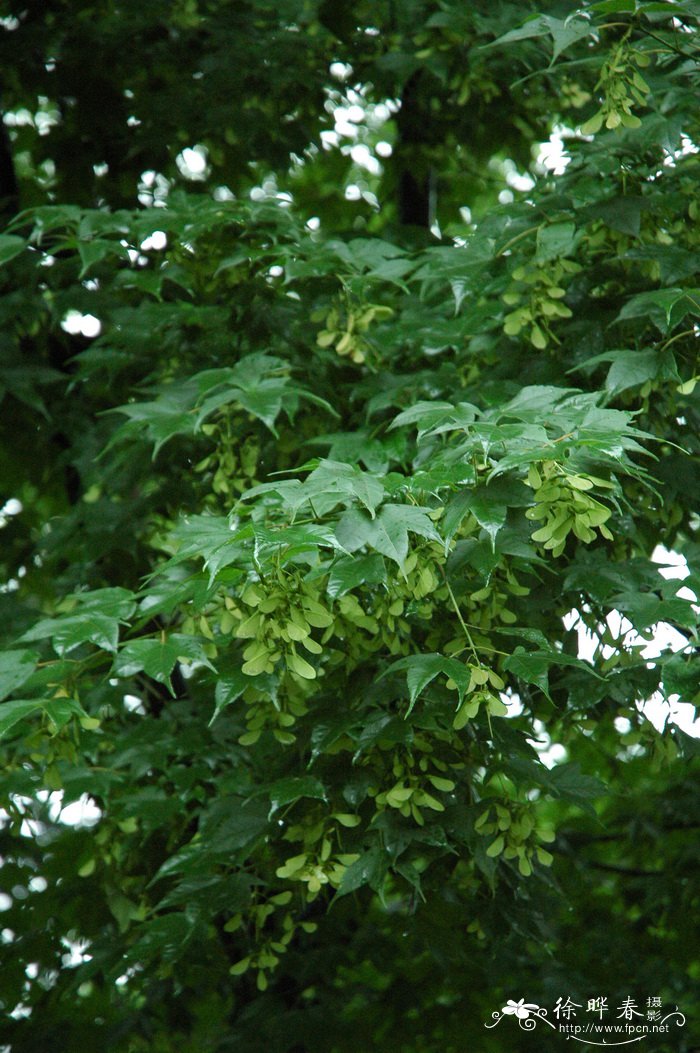 毛脉槭Acer pubinerve