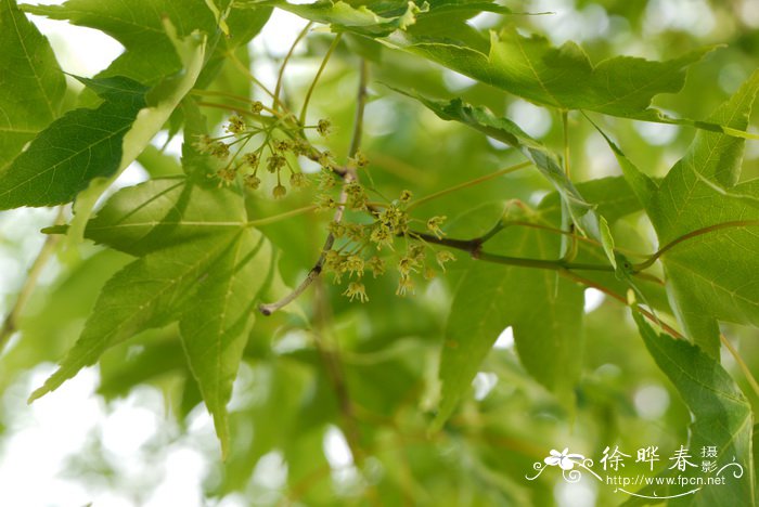 中华槭Acer sinense