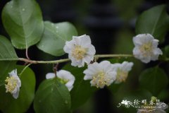 紫果猕猴桃Actinidia arguta var. purpurea