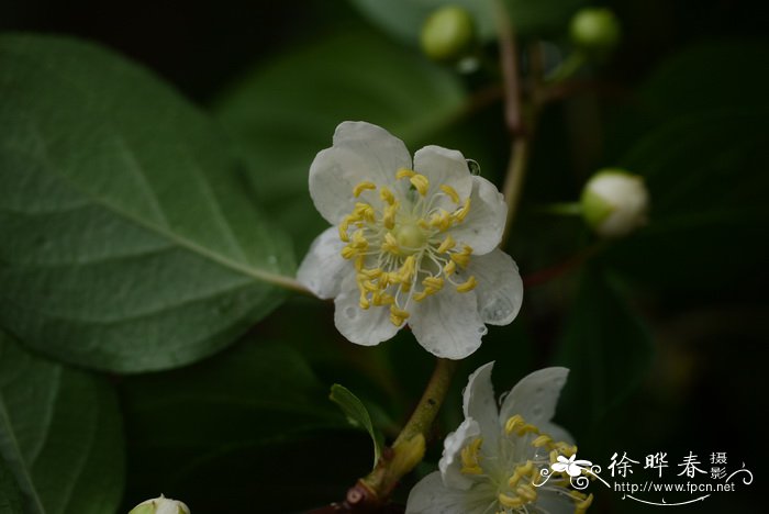 紫果猕猴桃Actinidia arguta var. purpurea