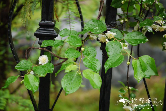 紫果猕猴桃Actinidia arguta var. purpurea