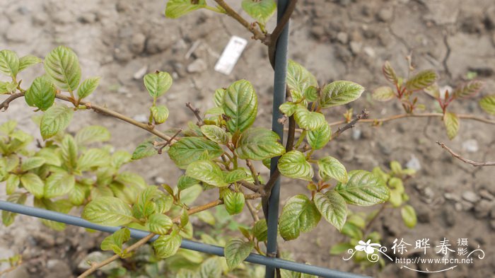 异色猕猴桃Actinidia callosa var. discolor