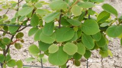 美味狝猴桃Actinidia chinensis var. deliciosa