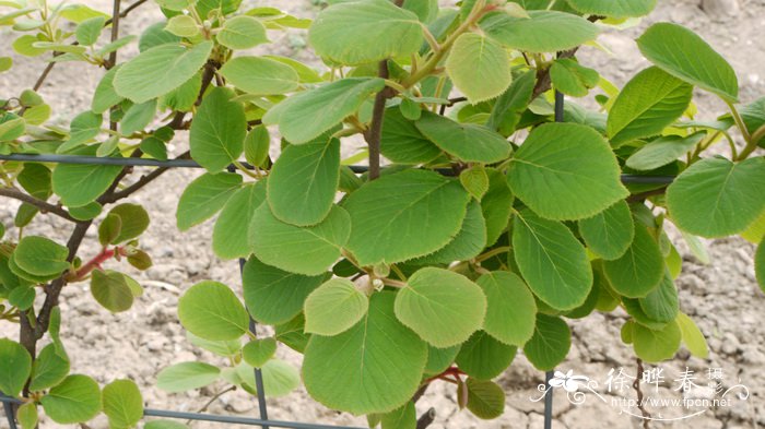 美味狝猴桃Actinidia chinensis var. deliciosa