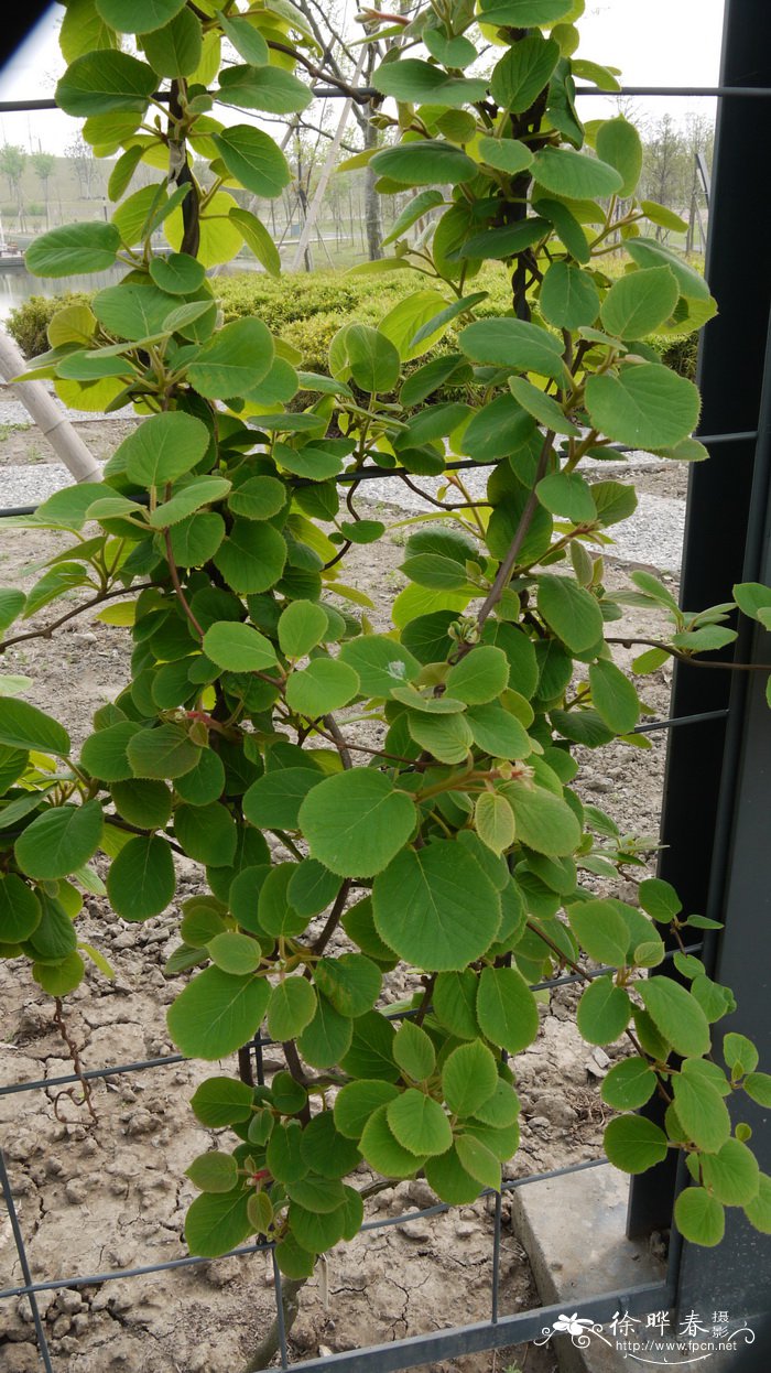 美味狝猴桃Actinidia chinensis var. deliciosa