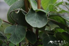毛花猕猴桃Actinidia eriantha