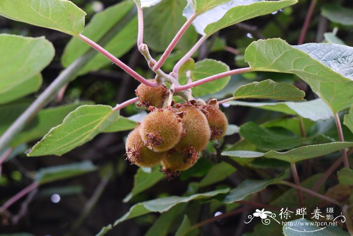 中华猕猴桃Actinidia chinensis