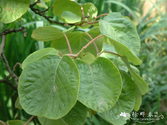 中华猕猴桃Actinidia chinensis