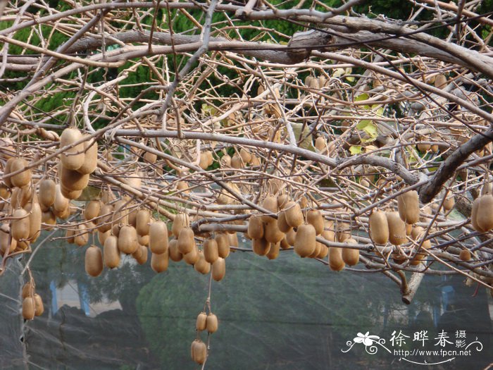 中华猕猴桃Actinidia chinensis