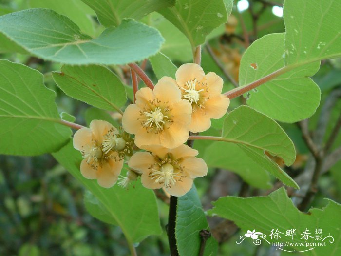 中华猕猴桃Actinidia chinensis
