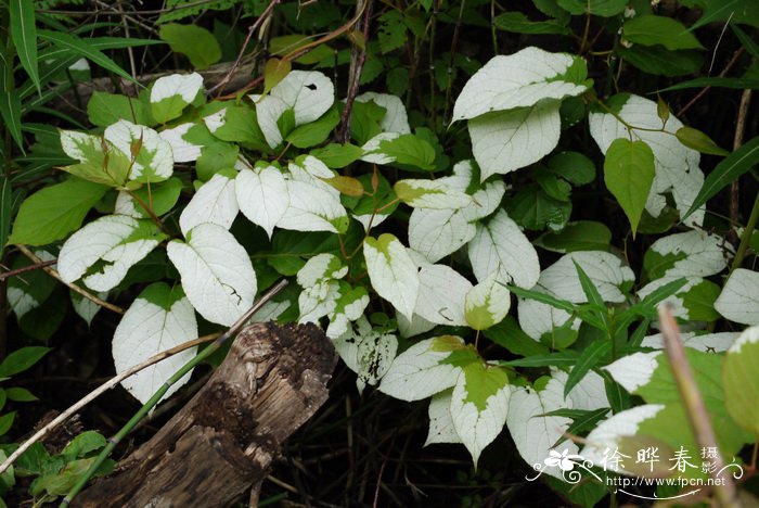 狗枣猕猴桃Actinidia kolomikta