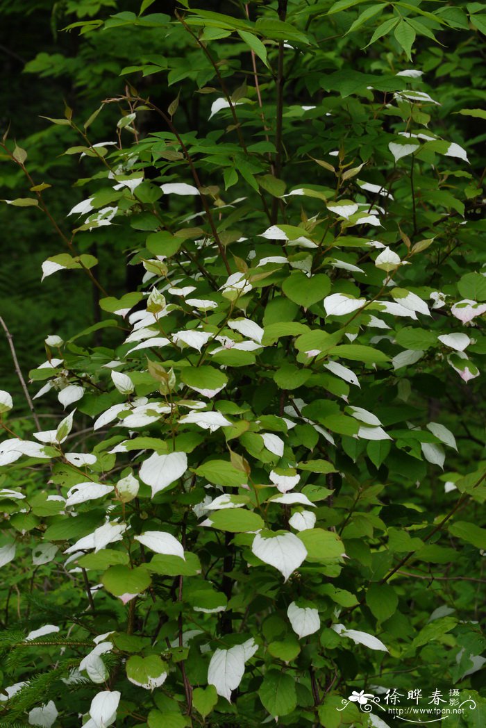 狗枣猕猴桃Actinidia kolomikta